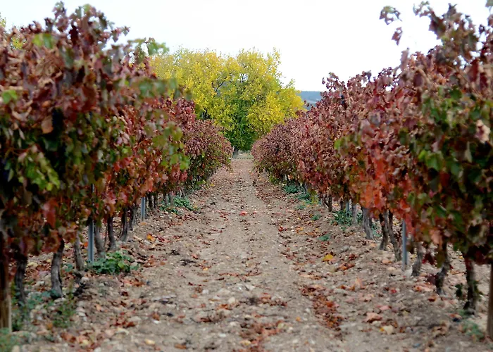 Castilla Termal Monasterio De Valbuena - Small Luxury 巴尔武埃纳德杜埃罗